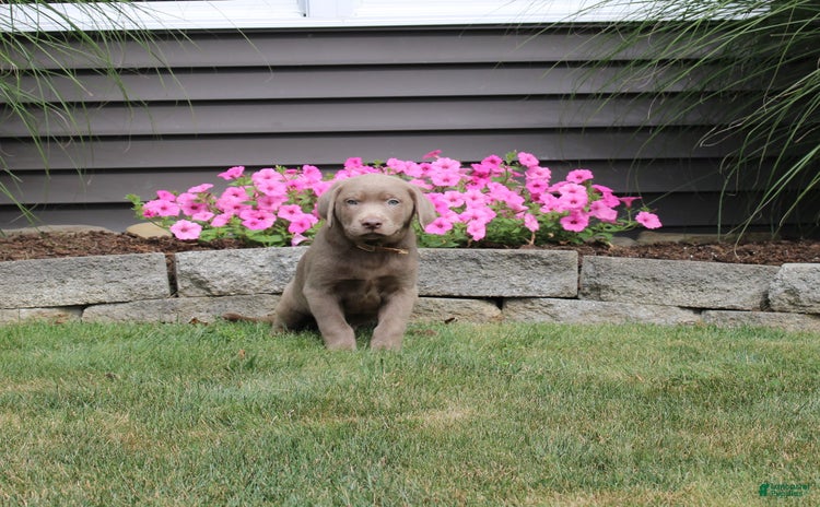 Labrador Retriever dogs for sale - Ad 3