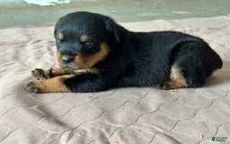 Rottweiler dogs for sale: Pink Collar - Image 3