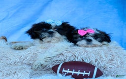 Shih Tzu dogs for sale: Bethany - Image 9