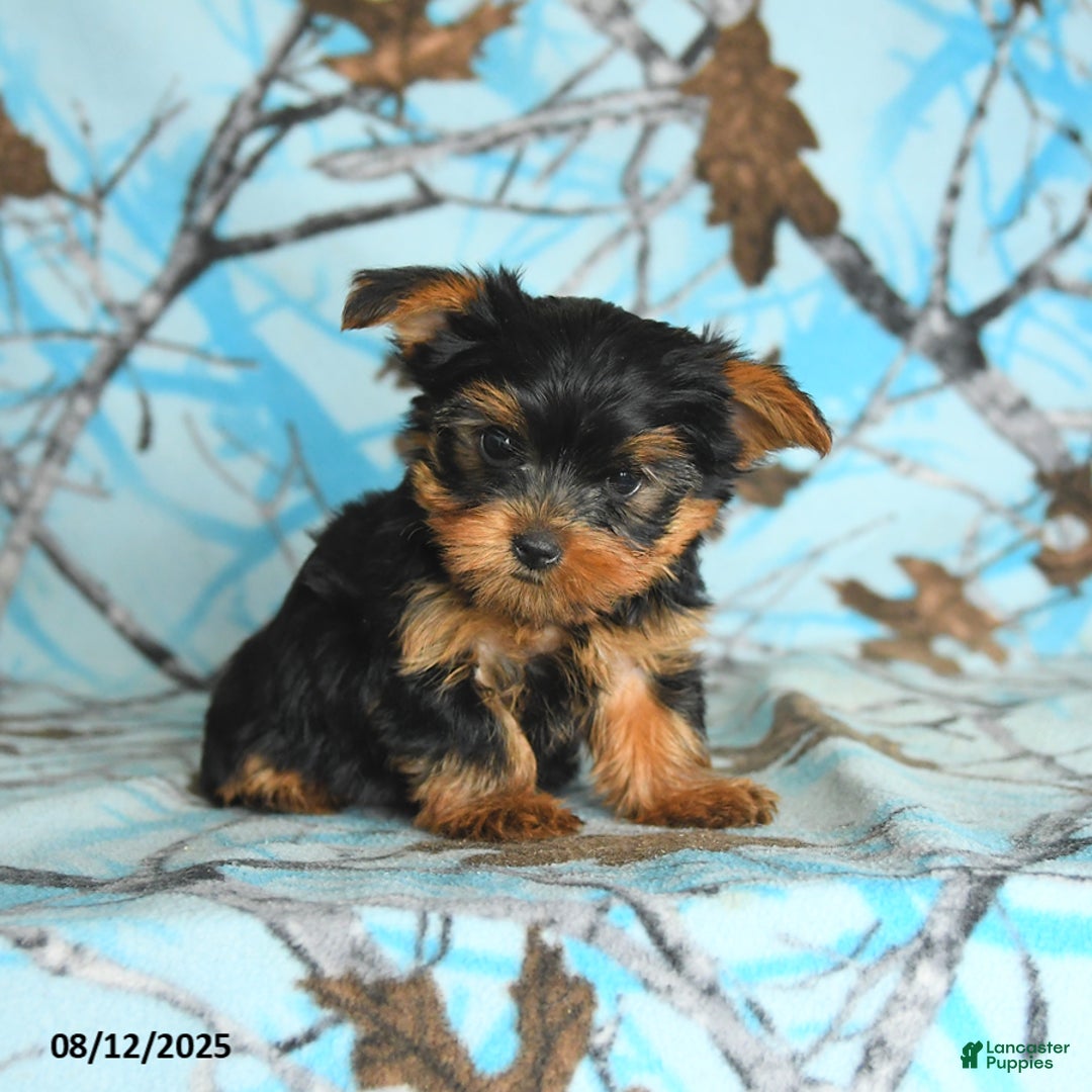 Yorkshire Terrier dogs for sale: Quentin - Image 1