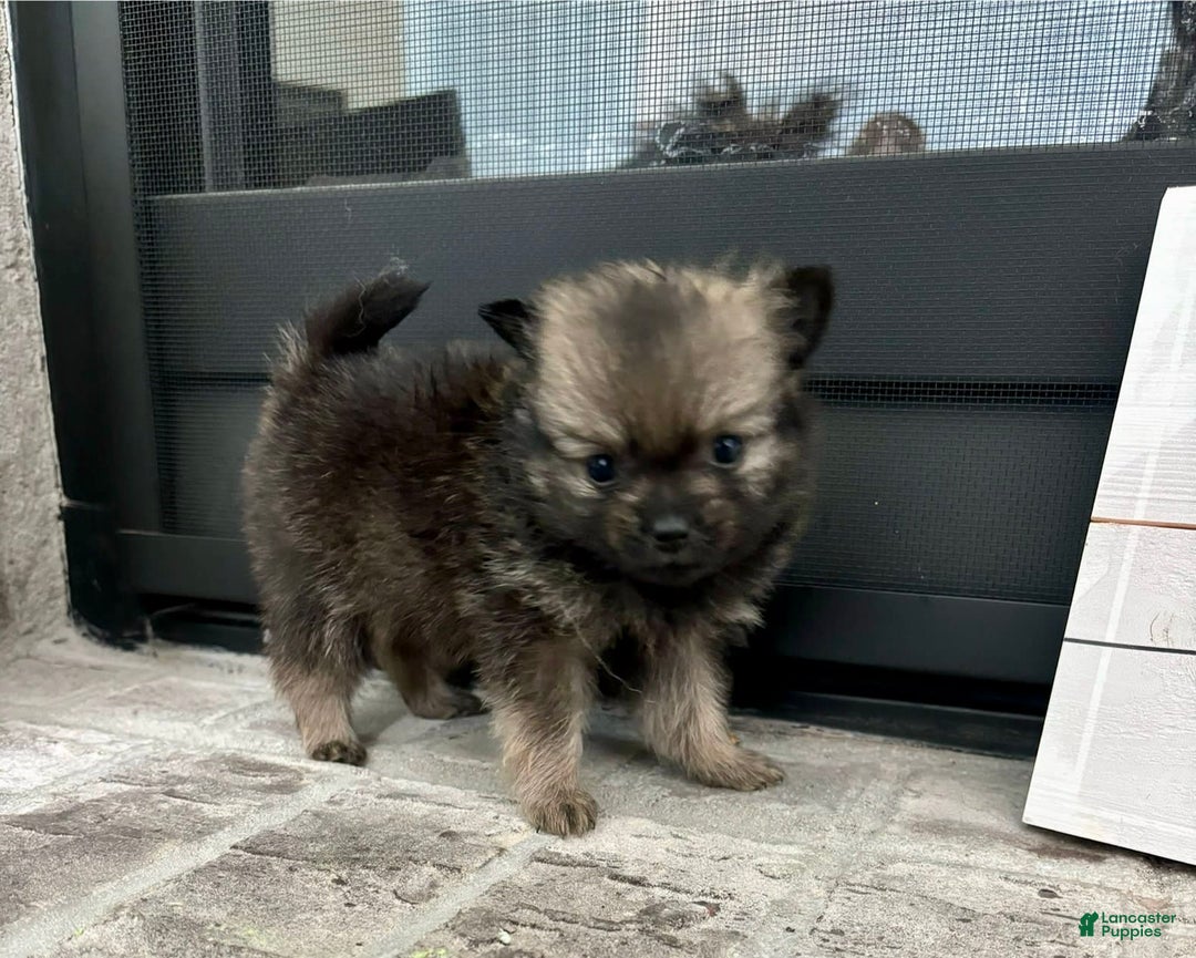 Pomeranian dogs for sale: Capri - Image 3