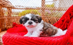 Shih Tzu dogs for sale: Easton - Image 7