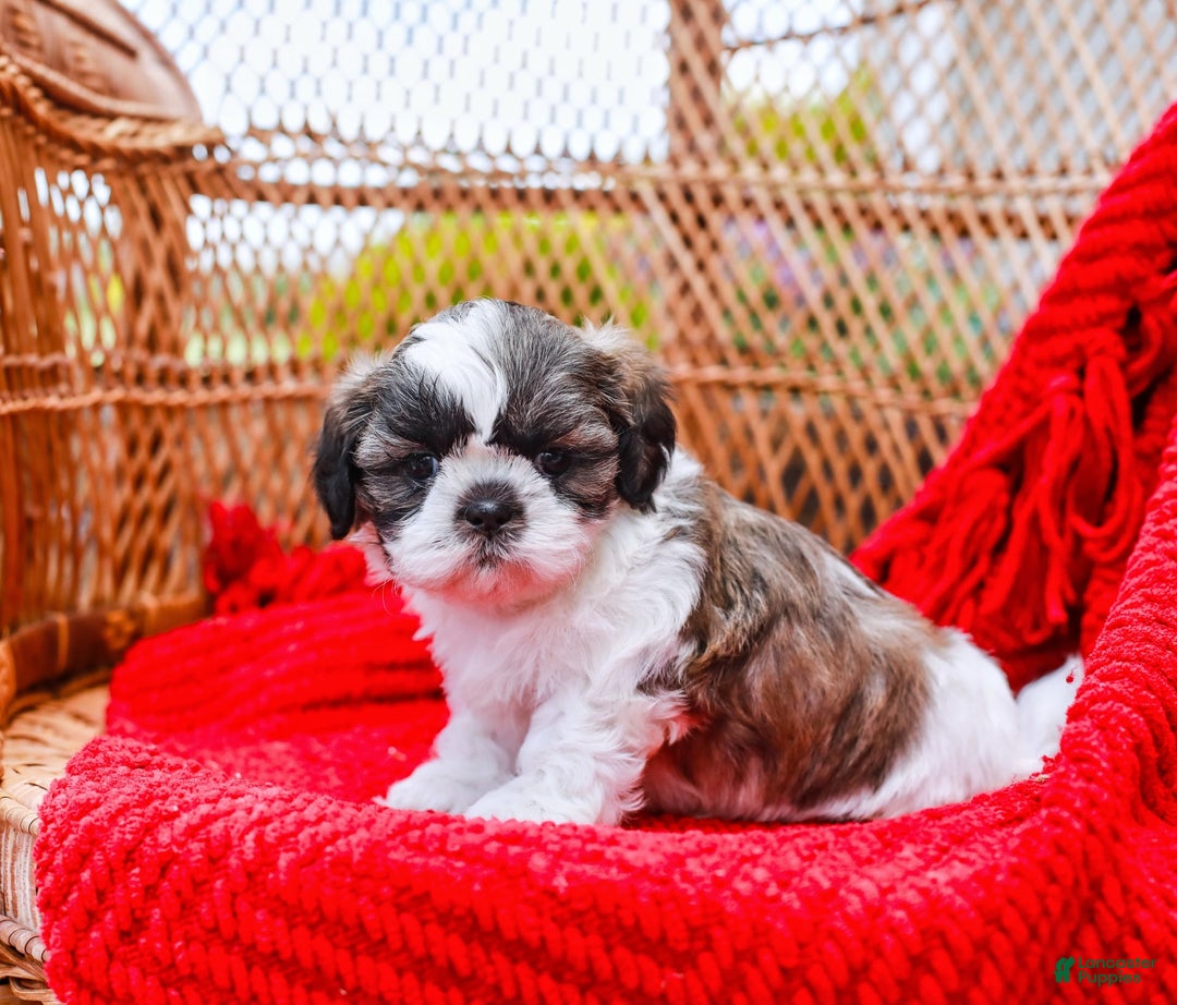 Shih Tzu dogs for sale: Easton - Image 7