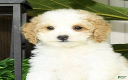 Cavapoo dogs for sale: Uriah - Image 3