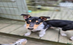 Collie dogs for sale: Kat - Image 5