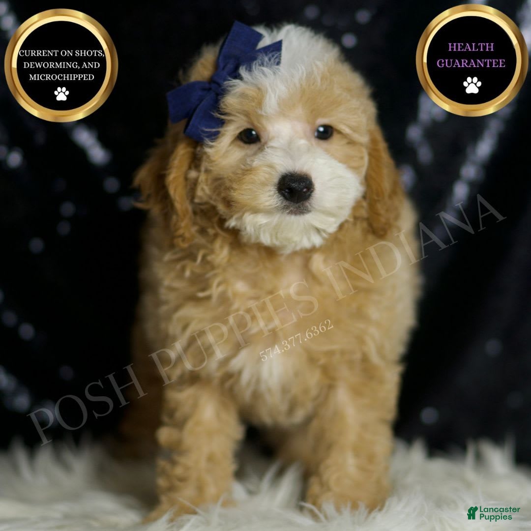Miniature Poodle dogs for sale: Deeter - Image 1