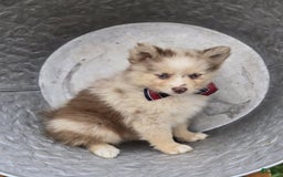 Pomsky dogs for sale: Pete - Image 3