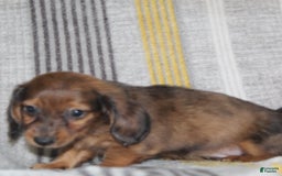 Miniature Dachshund dogs for sale: Zero - Image 13