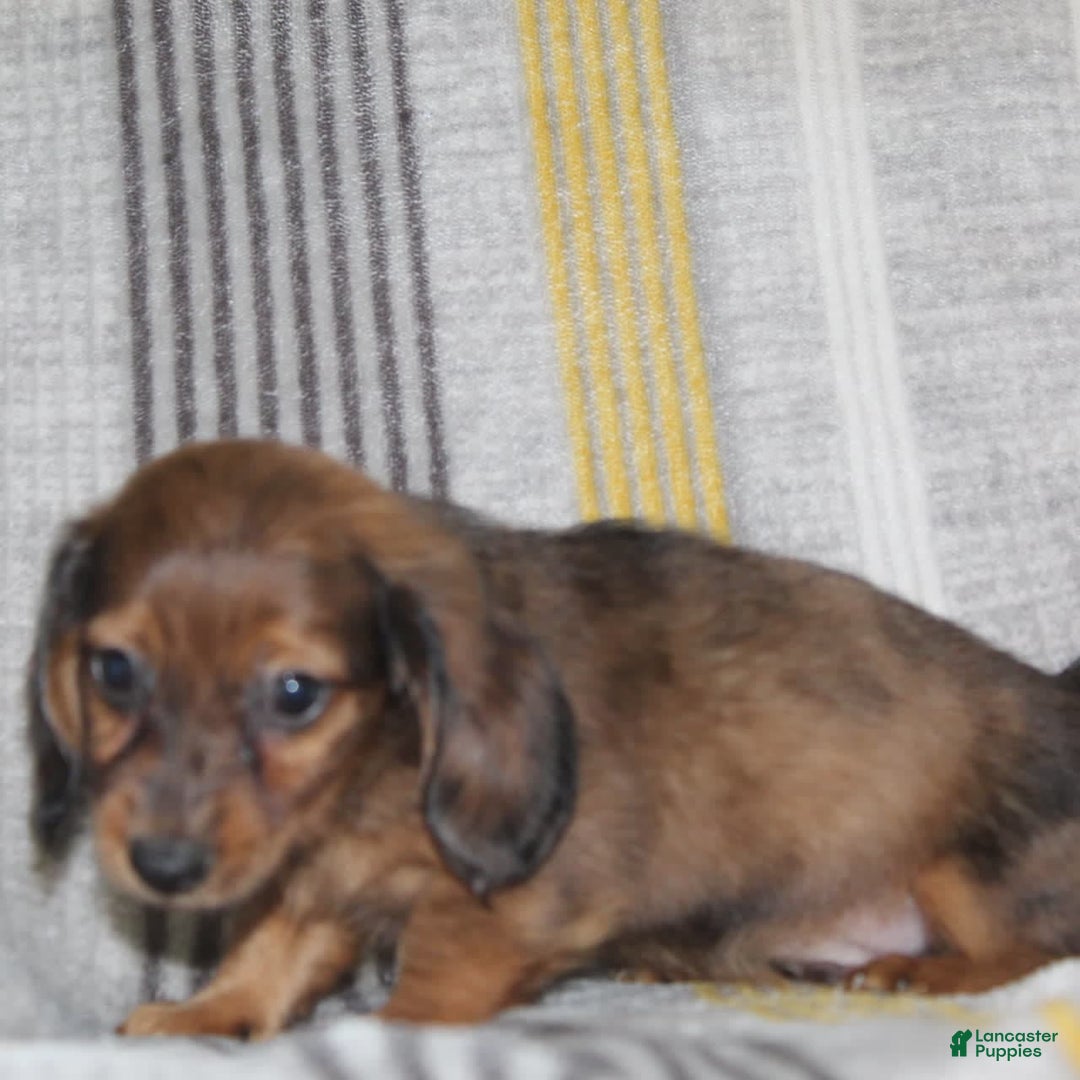 Miniature Dachshund dogs for sale: Zero - Image 13