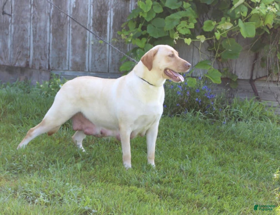 Labrador Retriever dogs for sale: Kate - Image 6