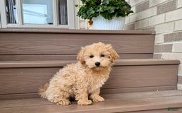 Maltipoo dogs for sale: Gordon - Image 9