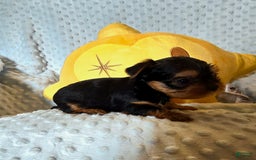 Yorkshire Terrier dogs for sale: Tt - Image 8
