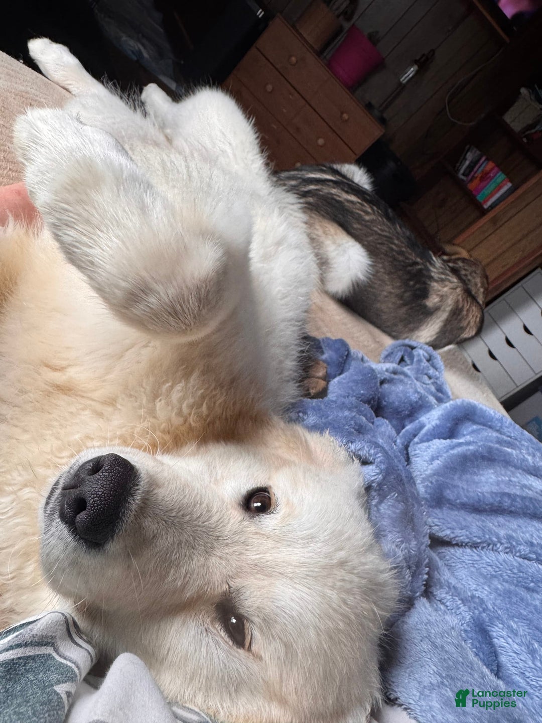 Alaskan Malamute dogs for sale: Evangeline - Image 11