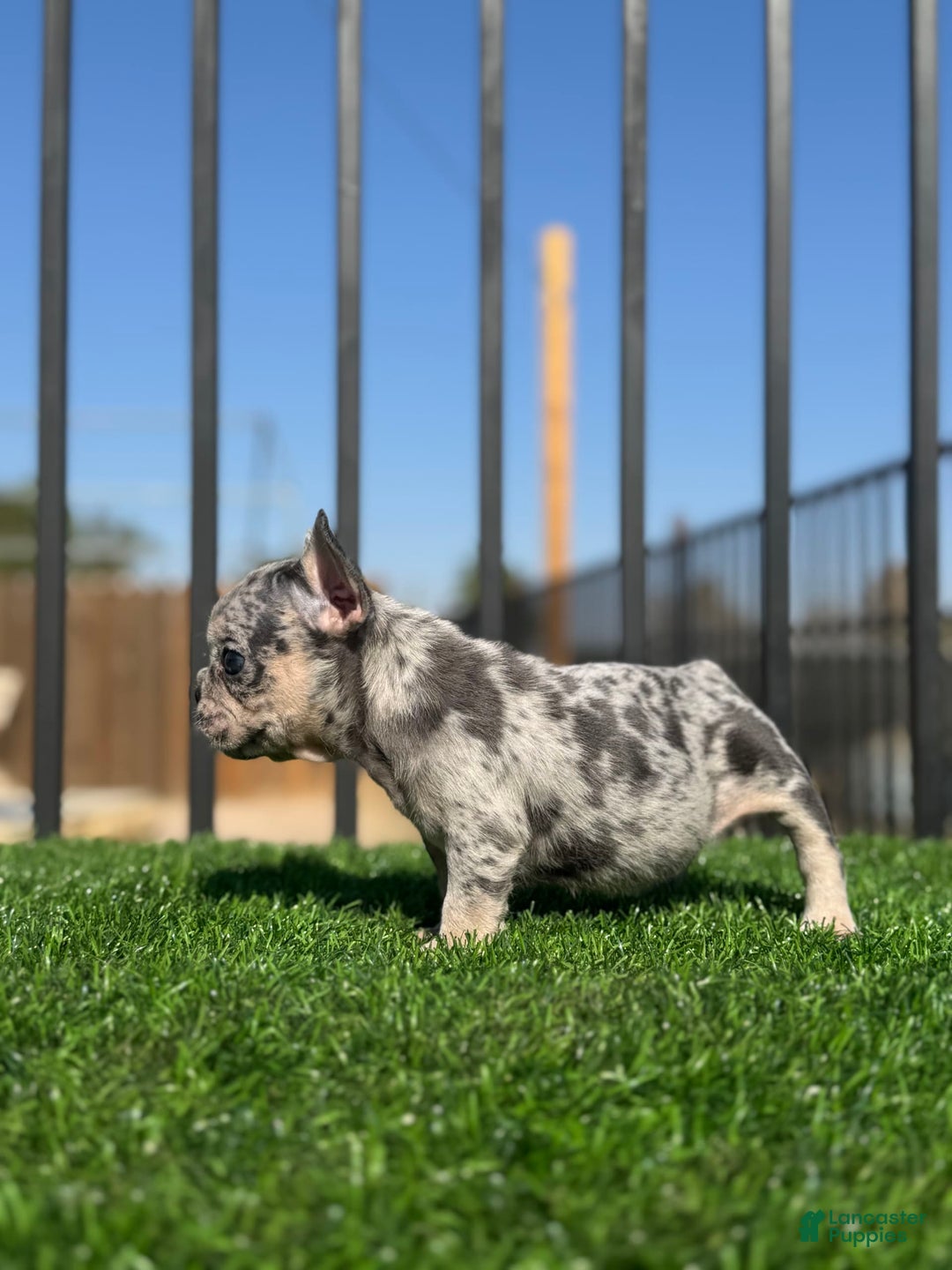 French Bulldog dogs for sale: Riri - Image 2