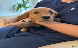 Golden Retriever dogs for sale: Aqua - Image 1