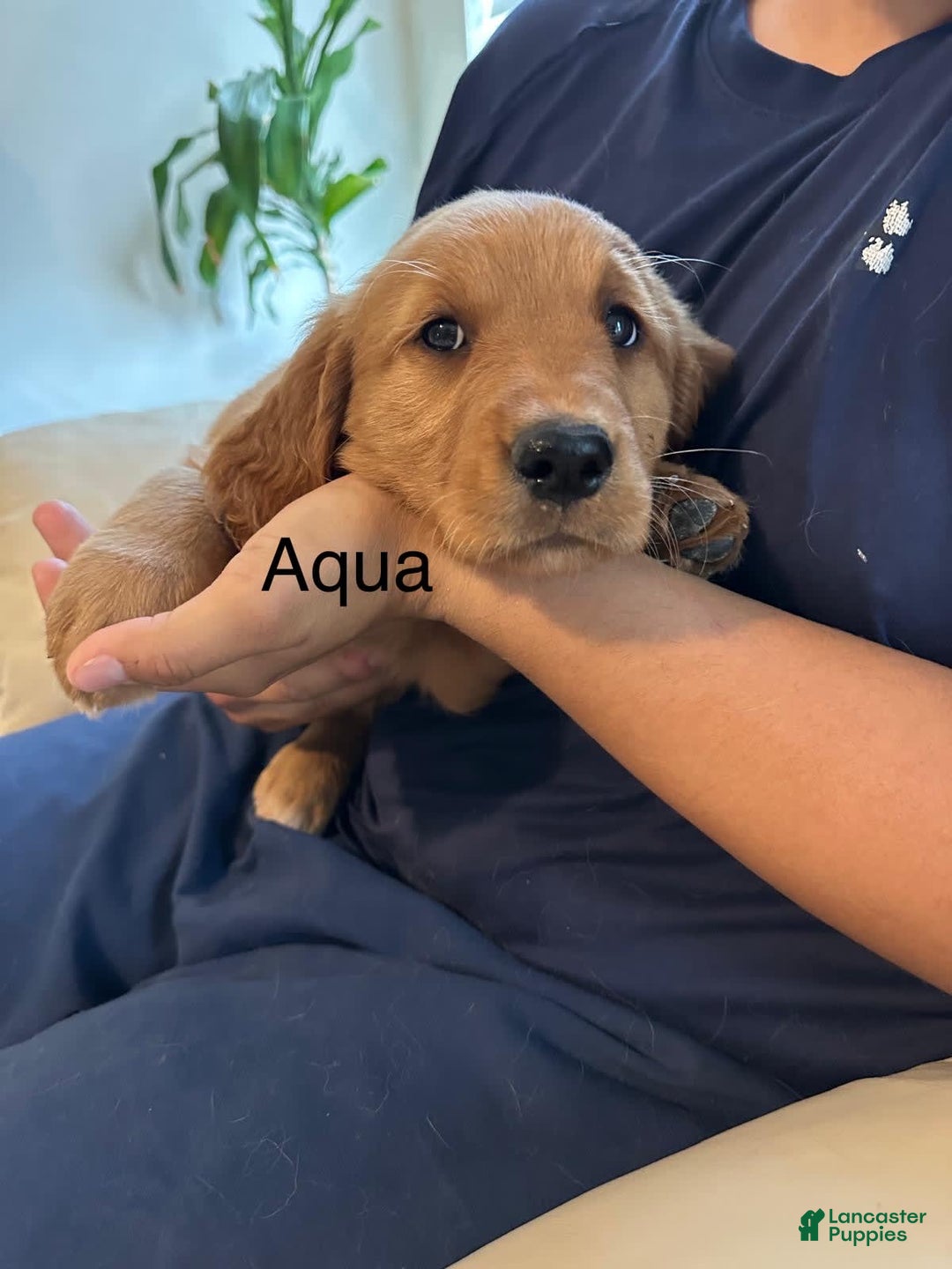 Golden Retriever dogs for sale: Aqua - Image 1