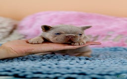 French Bulldog dogs for sale: Denise - Image 1
