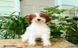 Mini Goldendoodle dogs for sale: Ginger - Image 10