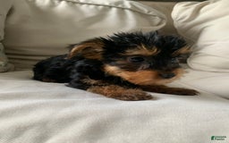 Yorkshire Terrier dogs for sale: Cash - Image 3