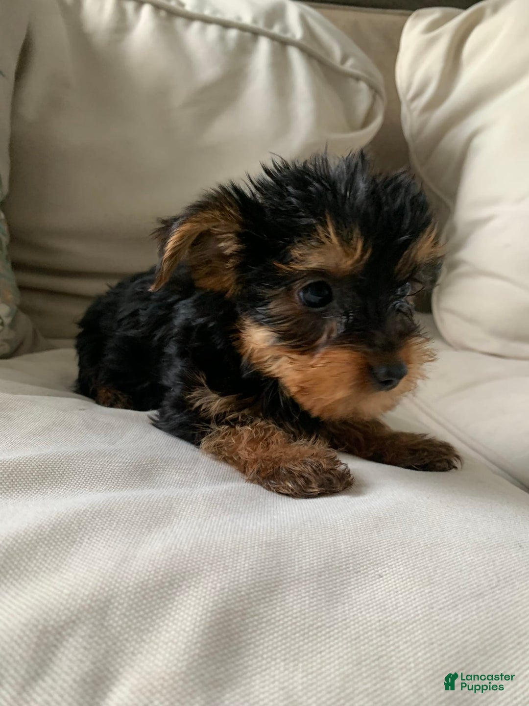 Yorkshire Terrier dogs for sale: Cash - Image 3