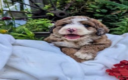 Bernedoodle dogs for sale: Dolly - Image 9