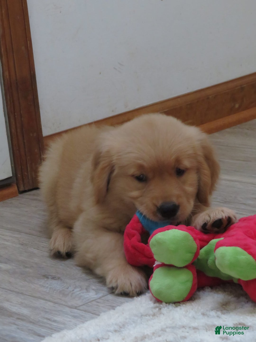 Golden Retriever dogs for sale: Twinkie - Image 27