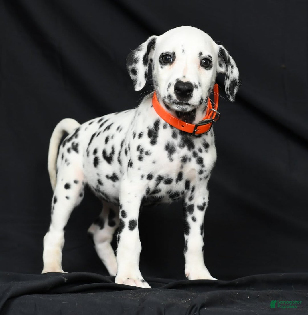 Dalmatian dogs for sale: Donna - Image 7