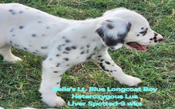 Dalmatian dogs for sale: Belles Lt. Blue Lua Longcoat Liver Spotted Boy - Image 4