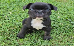French Bulldog dogs for sale: Lady - Image 3