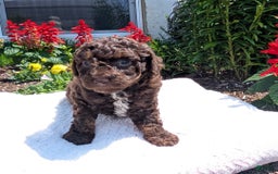Toy Poodle dogs for sale: Zion - Image 1