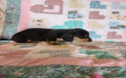 Miniature Dachshund dogs for sale: Perry - Image 6