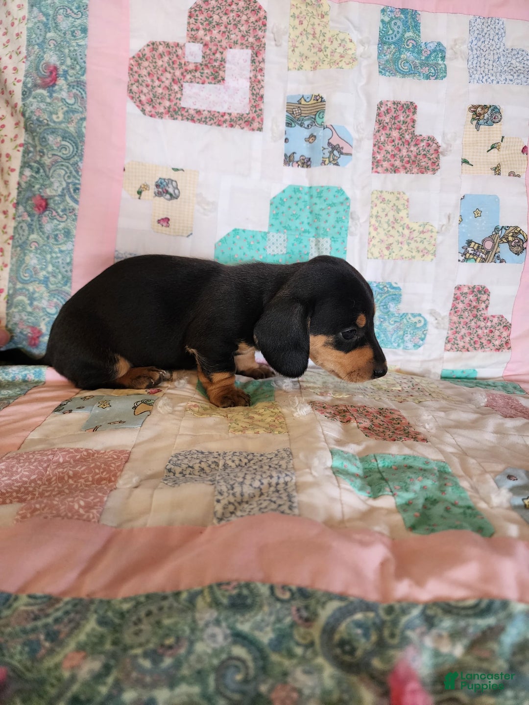 Miniature Dachshund dogs for sale: Perry - Image 6