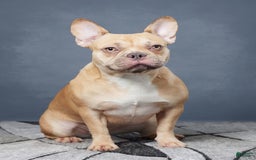 French Bulldog dogs for sale: Hadley - Image 14