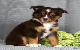 Miniature Australian Shepherd dogs for sale: Ariel - Image 5