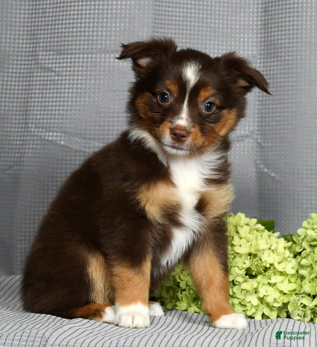 Miniature Australian Shepherd dogs for sale: Ariel - Image 5