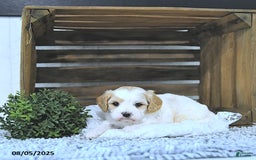 Cavapoo dogs for sale: Zilda - Image 3