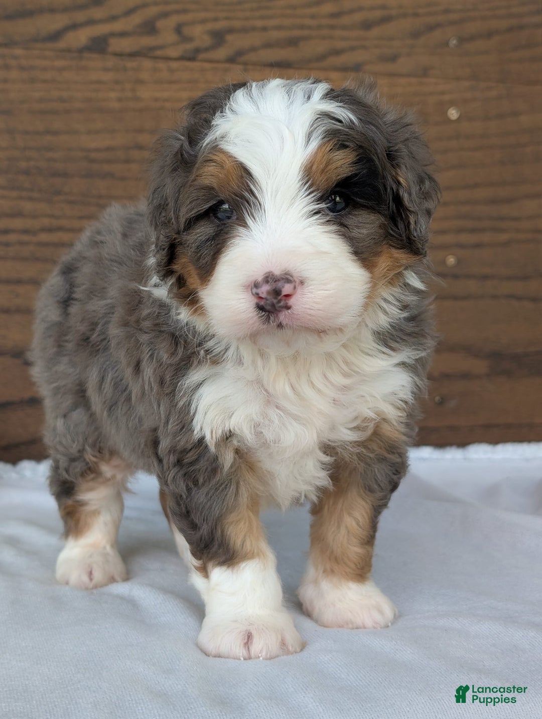 Mini Bernedoodle dogs for sale: Louie - Image 15