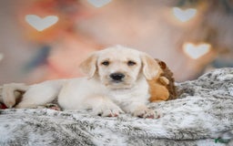 Labradoodle dogs for sale: Rex - Image 3