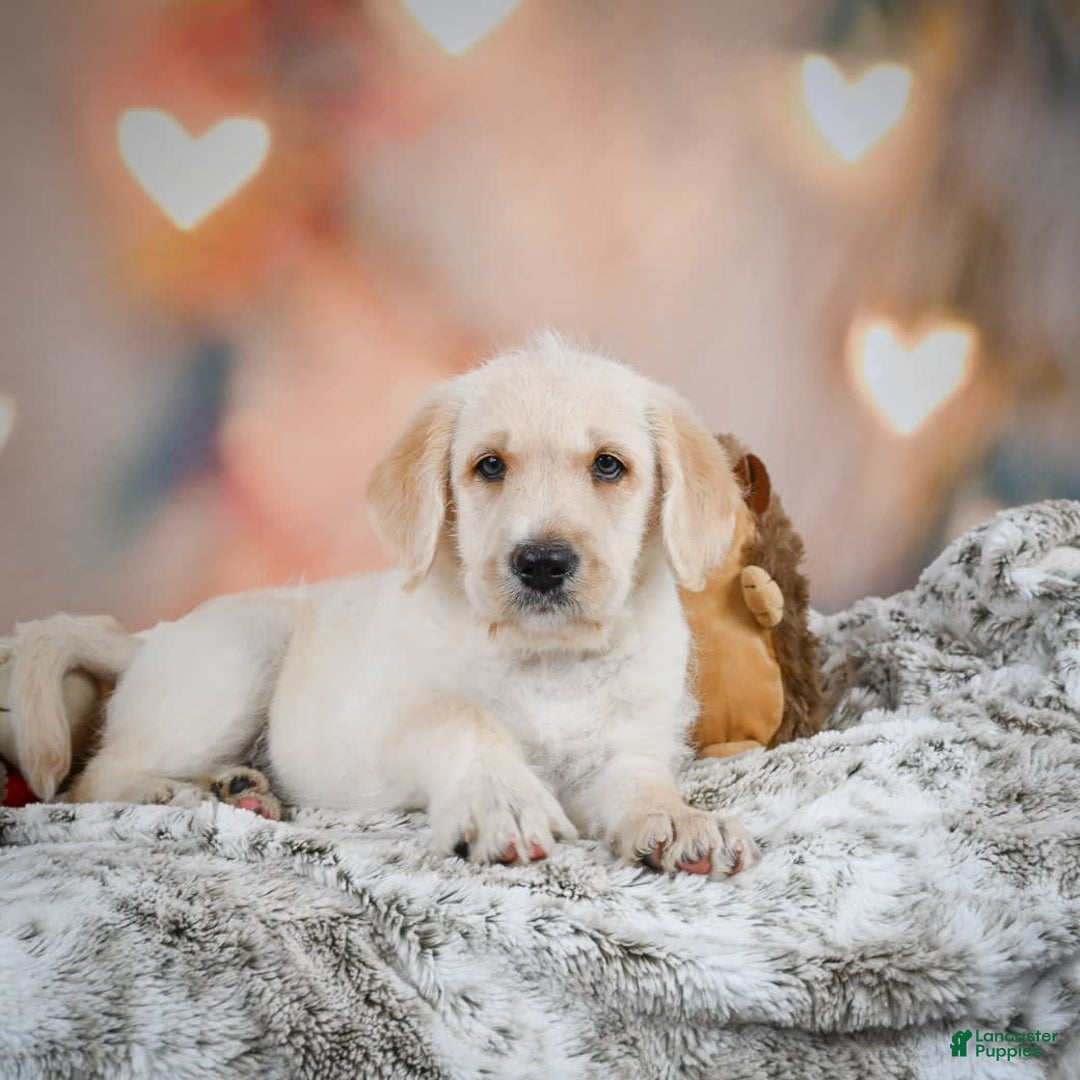 Labradoodle dogs for sale: Rex - Image 3
