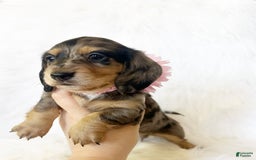 Miniature Dachshund dogs for sale: Akc Violet - Image 4
