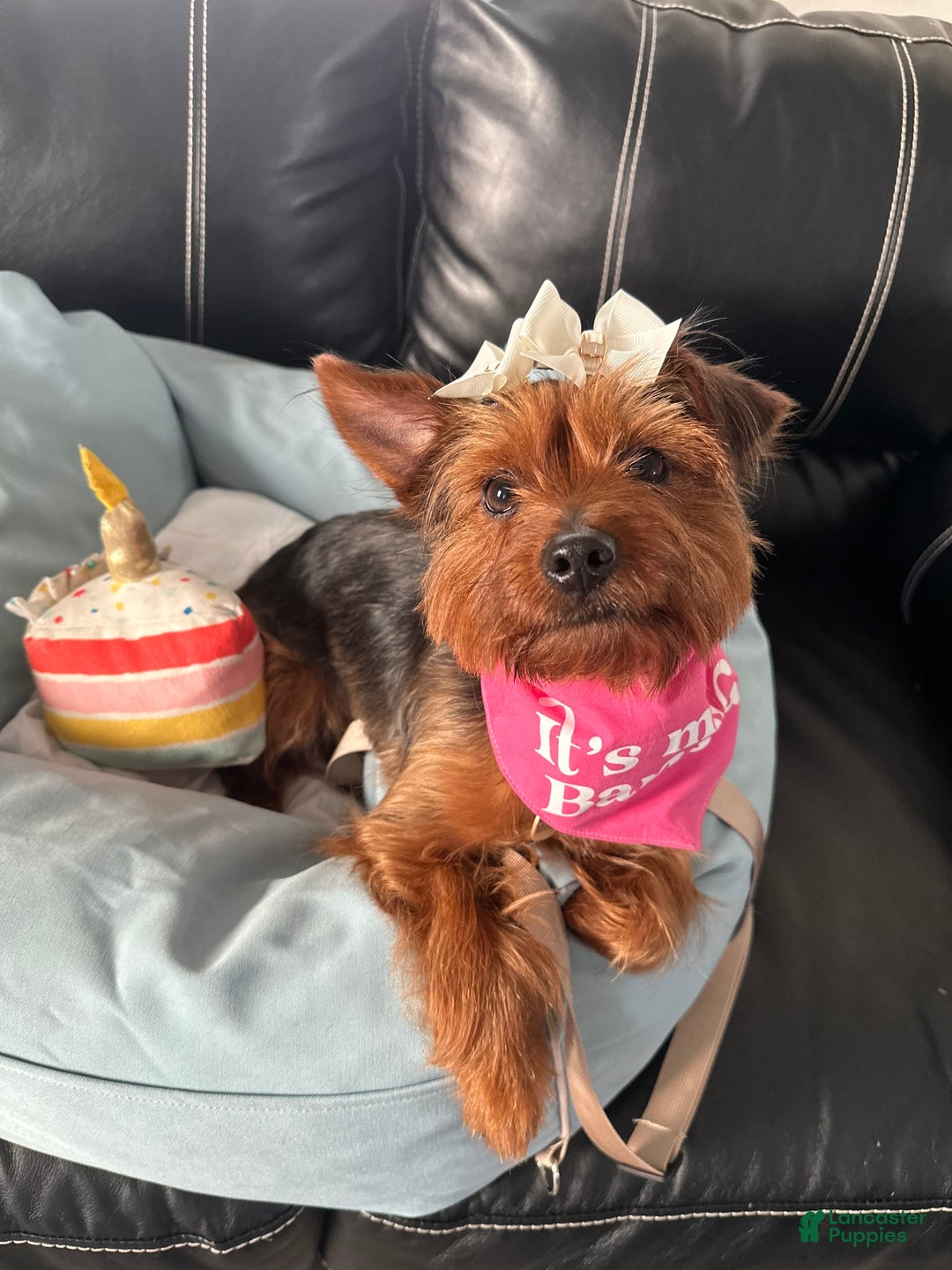 Yorkshire Terrier dogs for sale: Courage - Image 5