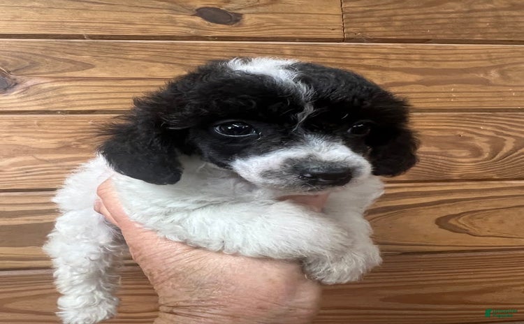 Toy Poodle dogs for sale - Ad 2