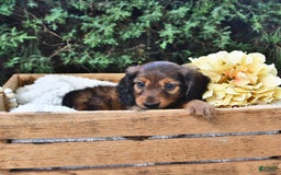 Miniature Dachshund dogs for sale: Dick - Image 1