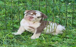 English Bulldog dogs for sale: Rocky - Image 18