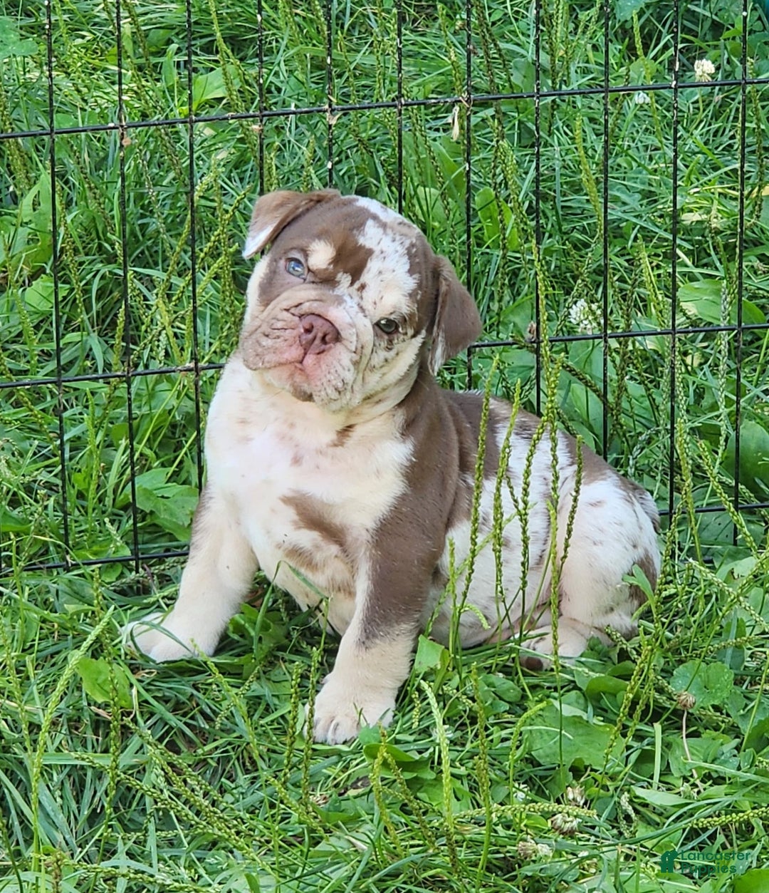 English Bulldog dogs for sale: Rocky - Image 18