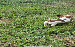 Jack Russell Terrier dogs for sale: Girl 2 - Image 2