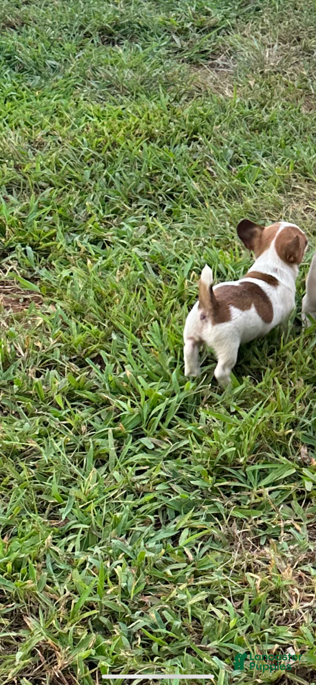 Jack Russell Terrier dogs for sale: Girl 2 - Image 2