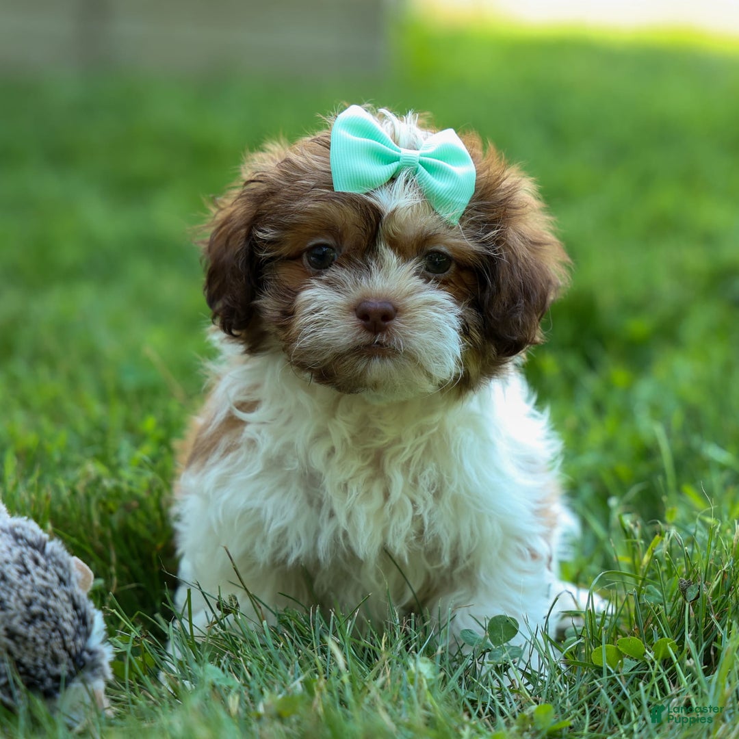 Shih Tzu dogs for sale: Rusty - Image 16