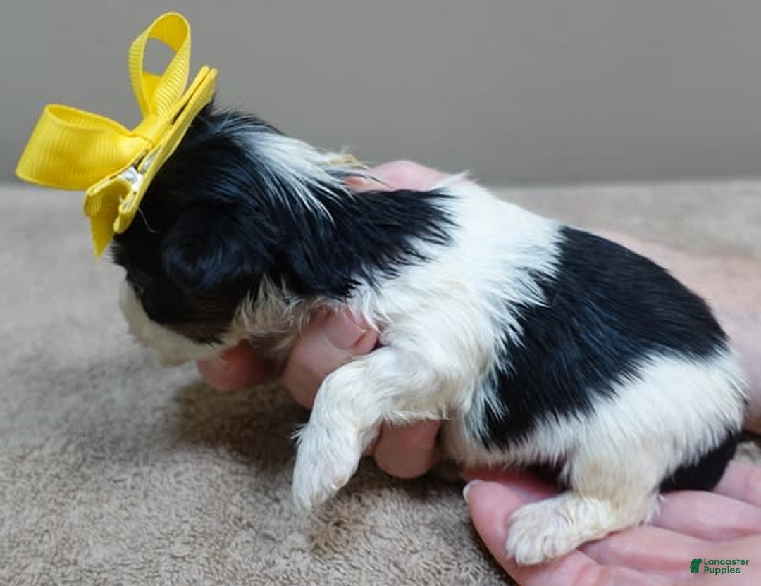 Yorkshire Terrier dogs for sale: Beckham - Image 24