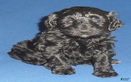 Yorkiepoo dogs for sale: Inky - Image 16